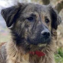 NANDI, Hund, Mischlingshund in Griechenland - Bild 1