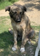 NANDI, Hund, Mischlingshund in Griechenland - Bild 11