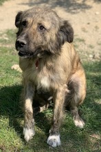 NANDI, Hund, Mischlingshund in Griechenland - Bild 12