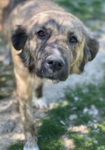 NANDI, Hund, Mischlingshund in Griechenland - Bild 13