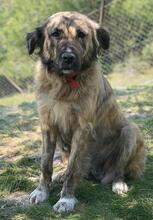 NANDI, Hund, Mischlingshund in Griechenland - Bild 14