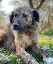 NANDI, Hund, Mischlingshund in Griechenland - Bild 16