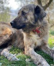 NANDI, Hund, Mischlingshund in Griechenland - Bild 19
