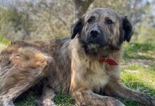 NANDI, Hund, Mischlingshund in Griechenland - Bild 20