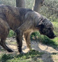 NANDI, Hund, Mischlingshund in Griechenland - Bild 3
