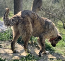 NANDI, Hund, Mischlingshund in Griechenland - Bild 4