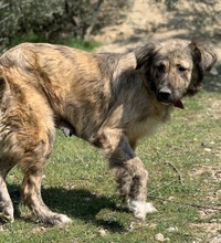 NANDI, Hund, Mischlingshund in Griechenland - Bild 5