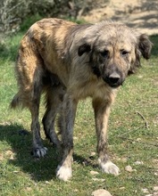 NANDI, Hund, Mischlingshund in Griechenland - Bild 6