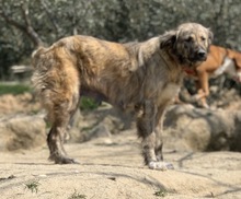NANDI, Hund, Mischlingshund in Griechenland - Bild 7