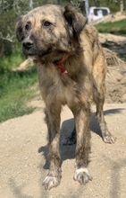 NANDI, Hund, Mischlingshund in Griechenland - Bild 8