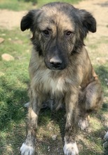 NANDI, Hund, Mischlingshund in Griechenland - Bild 9