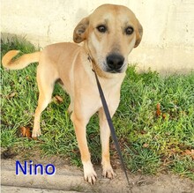 NINO, Hund, Mischlingshund in Bulgarien - Bild 1