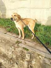 NINO, Hund, Mischlingshund in Bulgarien - Bild 2