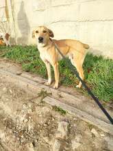 NINO, Hund, Mischlingshund in Bulgarien - Bild 3