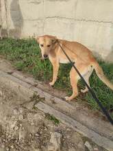 NINO, Hund, Mischlingshund in Bulgarien - Bild 4