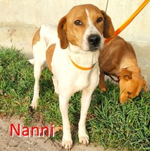 NANNI, Hund, Mischlingshund in Bulgarien - Bild 1