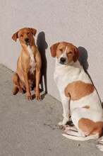 NANNI, Hund, Mischlingshund in Bulgarien - Bild 2