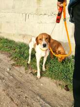 NANNI, Hund, Mischlingshund in Bulgarien - Bild 3