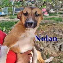 NOLAN, Hund, Mischlingshund in Bulgarien - Bild 1