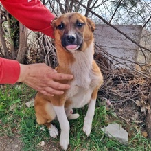 NOLAN, Hund, Mischlingshund in Bulgarien - Bild 2