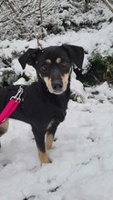 JASKA, Hund, Mischlingshund in Rumänien - Bild 1