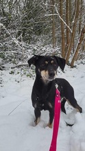 JASKA, Hund, Mischlingshund in Rumänien - Bild 3