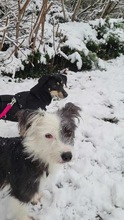 JASKA, Hund, Mischlingshund in Rumänien - Bild 4
