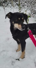 JASKA, Hund, Mischlingshund in Rumänien - Bild 5