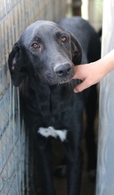 SIESTA, Hund, Mischlingshund in Griechenland - Bild 10