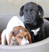 SIESTA, Hund, Mischlingshund in Griechenland - Bild 12