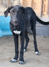 SIESTA, Hund, Mischlingshund in Griechenland - Bild 6