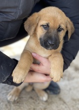 KADIRA, Hund, Mischlingshund in Griechenland - Bild 6
