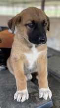 GALA, Hund, Mischlingshund in Griechenland - Bild 10