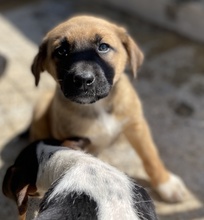 GALA, Hund, Mischlingshund in Griechenland - Bild 3