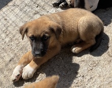 GALA, Hund, Mischlingshund in Griechenland - Bild 4