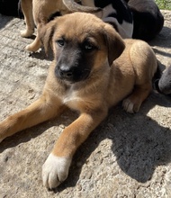 GALA, Hund, Mischlingshund in Griechenland - Bild 5