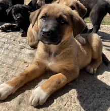 GALA, Hund, Mischlingshund in Griechenland - Bild 7