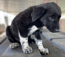 BLAKE, Hund, Mischlingshund in Griechenland - Bild 5