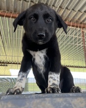 BLAKE, Hund, Mischlingshund in Griechenland - Bild 9