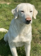 QUEENIE, Hund, Mischlingshund in Griechenland - Bild 4
