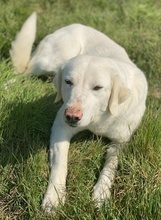 QUEENIE, Hund, Mischlingshund in Griechenland - Bild 6