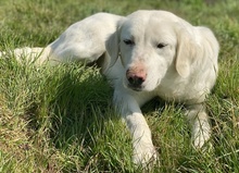 QUEENIE, Hund, Mischlingshund in Griechenland - Bild 8