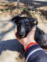 NEGRUT, Hund, Mischlingshund in Rumänien - Bild 1