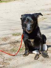 NEGRUT, Hund, Mischlingshund in Rumänien - Bild 2