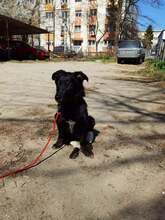 NEGRUT, Hund, Mischlingshund in Rumänien - Bild 3