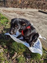 NEGRUT, Hund, Mischlingshund in Rumänien - Bild 4