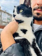 FELIX, Katze, Hauskatze in Bulgarien - Bild 2