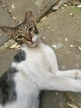 GARRY, Katze, Hauskatze in Bulgarien - Bild 1