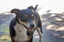 BUMER, Hund, Mischlingshund in Spanien - Bild 10