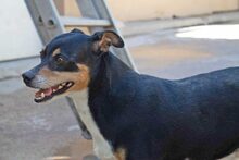 BUMER, Hund, Mischlingshund in Spanien - Bild 11